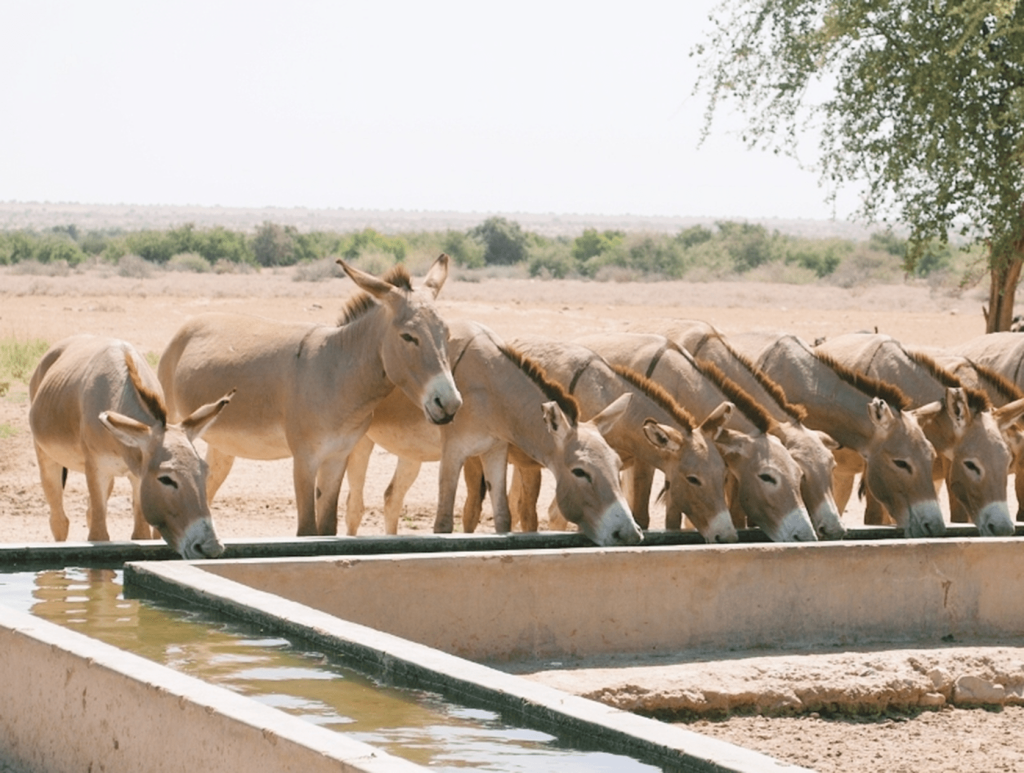 Borehole Kenya Donkeys cropped - Copy-min